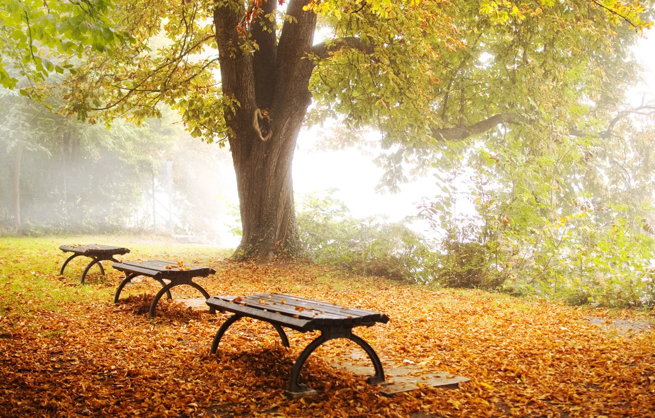 Photo wallpaper autumn, nature, Park, tree, foliage, shop