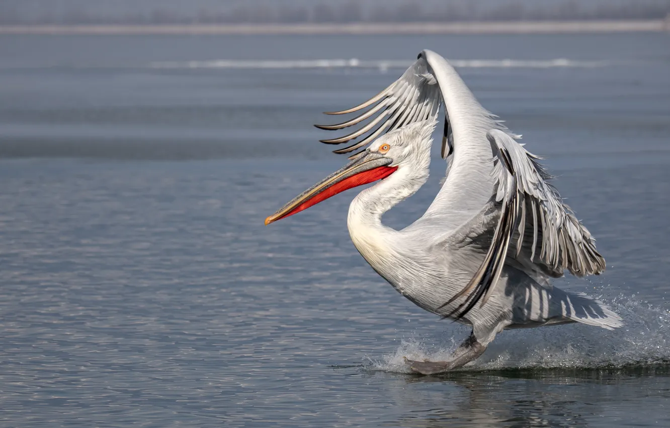 Photo wallpaper pose, bird, wings, pond, Pelican