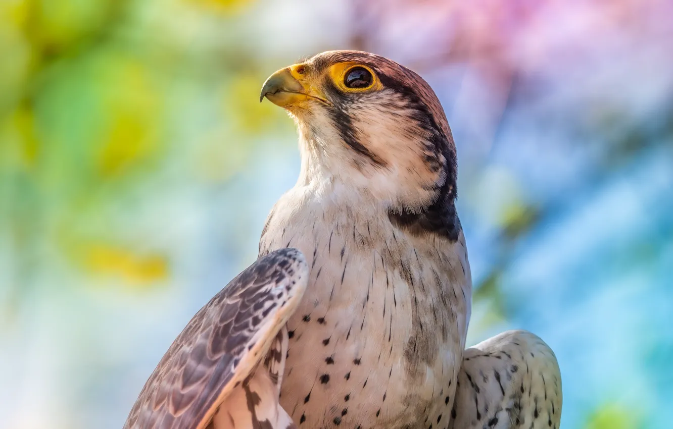 Photo wallpaper look, bird, portrait, Falcon, bokeh, looking up