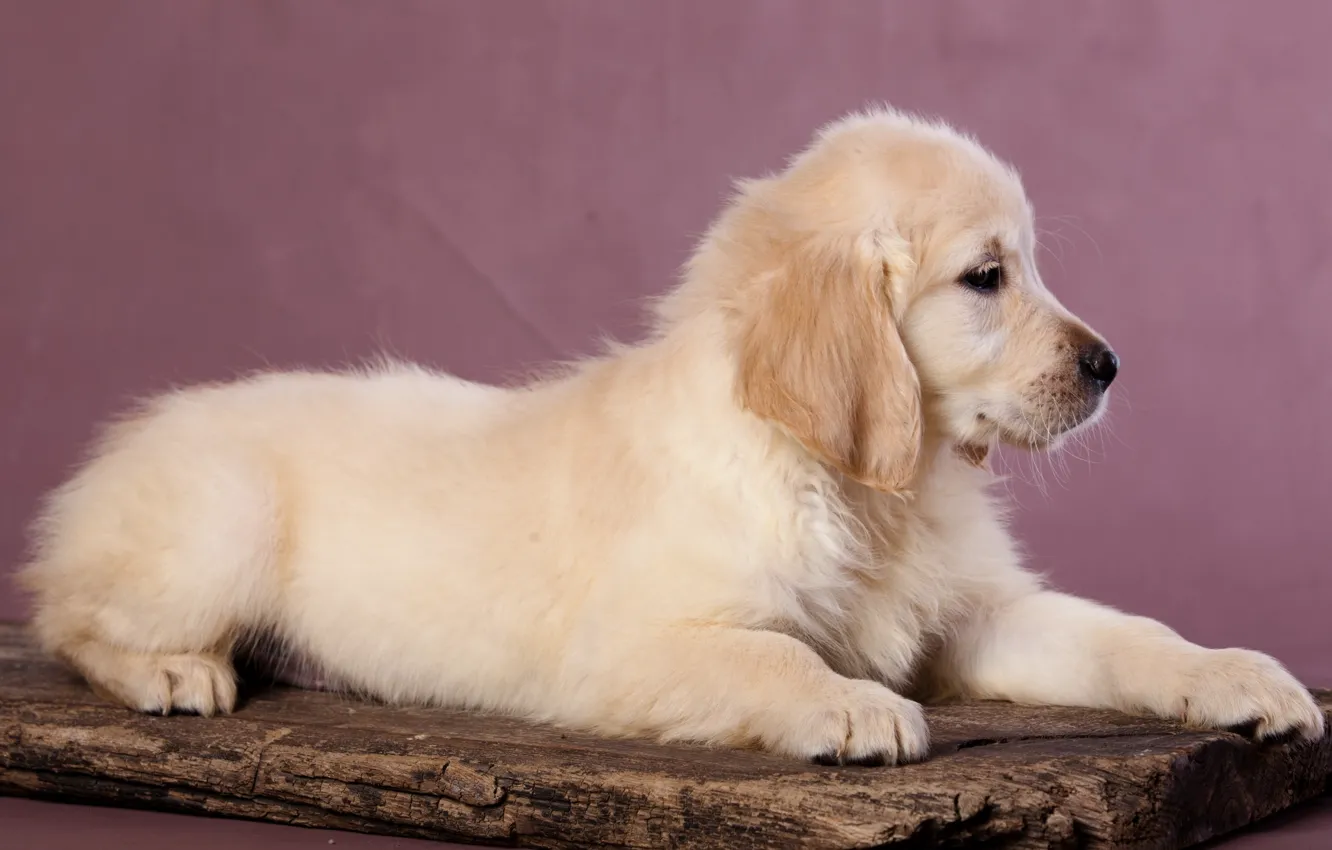 Photo wallpaper puppy, Labrador, Retriever