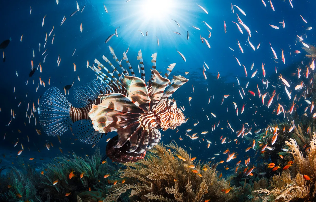 Photo wallpaper sea, the sun, light, the ocean, fish, under water, fish lion