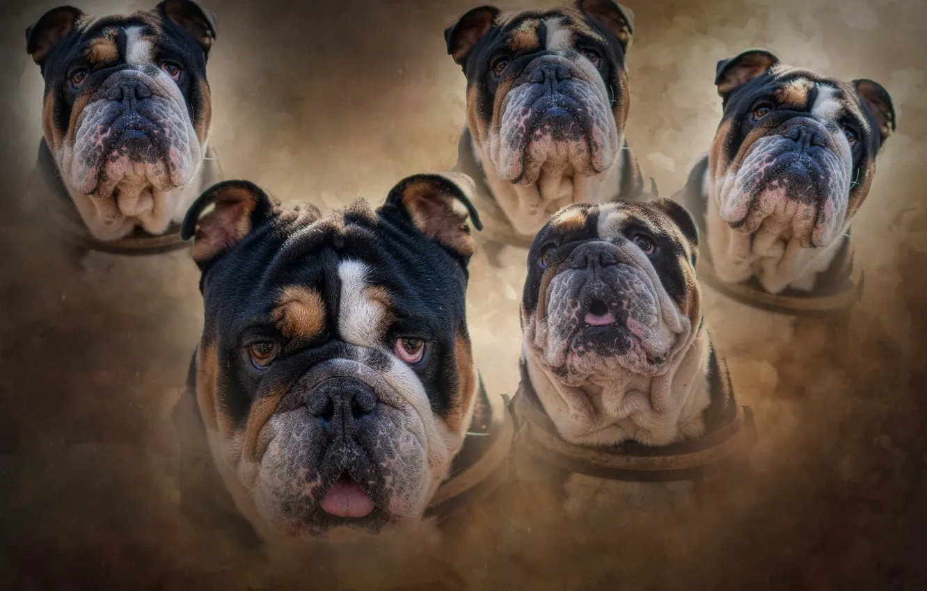 Photo wallpaper face, background, portrait, dog, treatment, texture, bulldog, peer