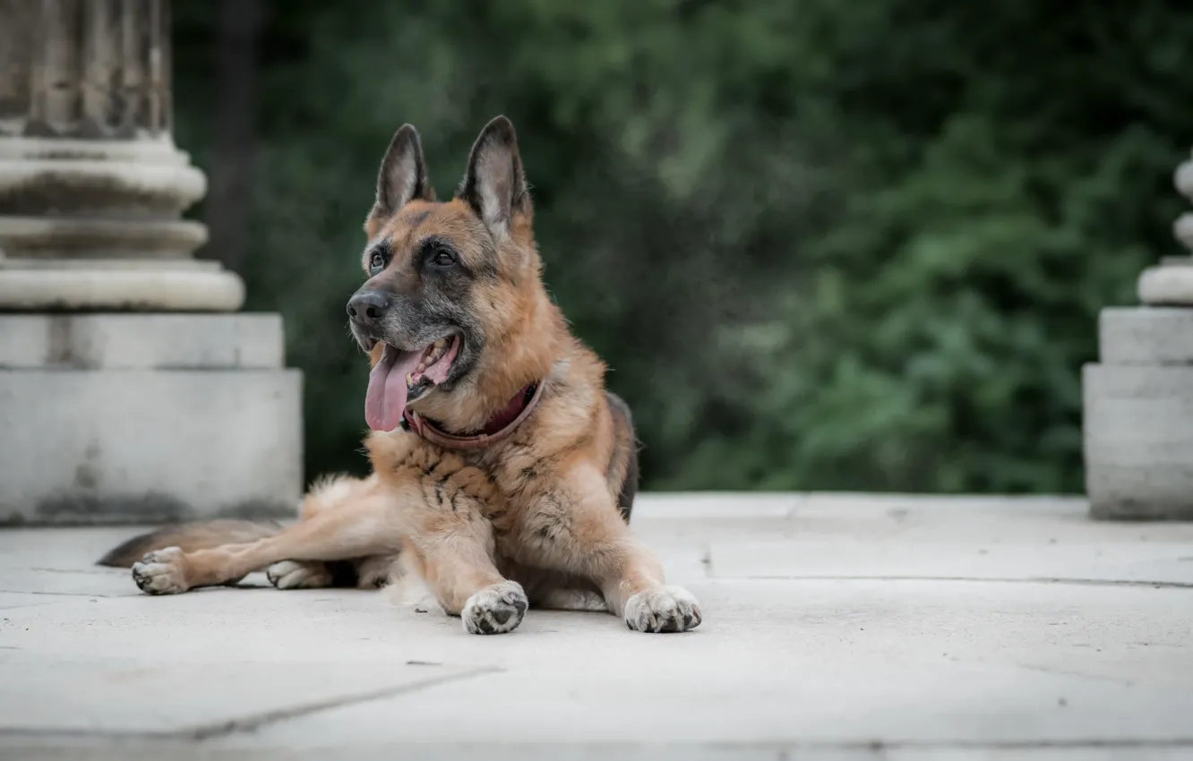 Photo wallpaper look, each, dog