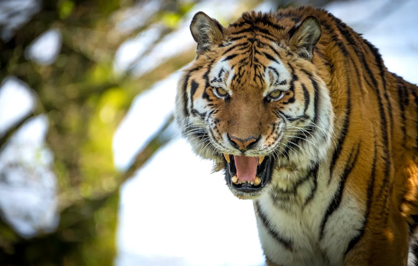 Photo wallpaper look, tiger, mouth