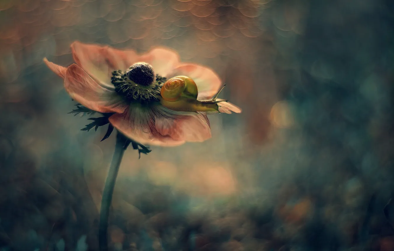 Photo wallpaper macro, flowers, background, snail, anemones