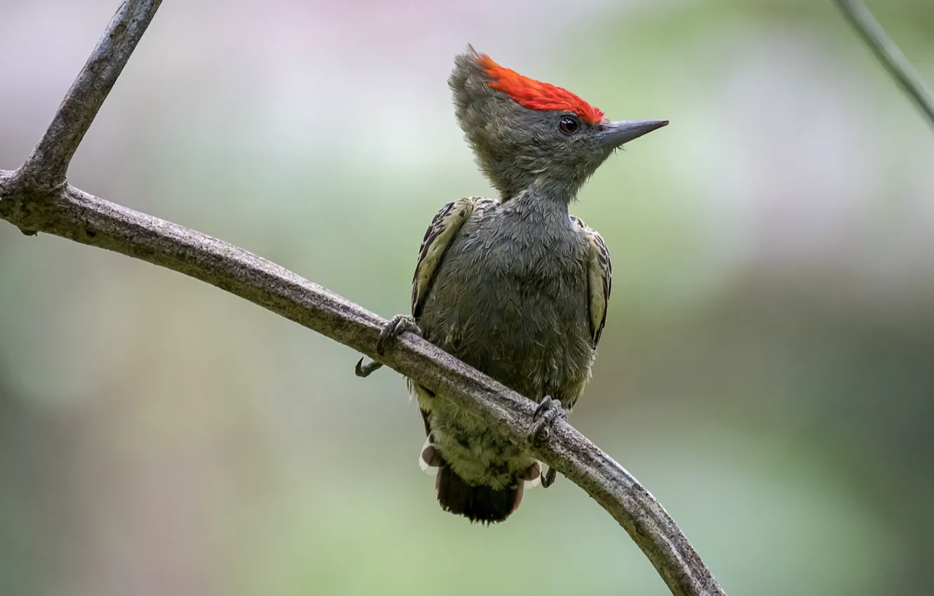 Photo wallpaper bird, branch, woodpecker short-tailed