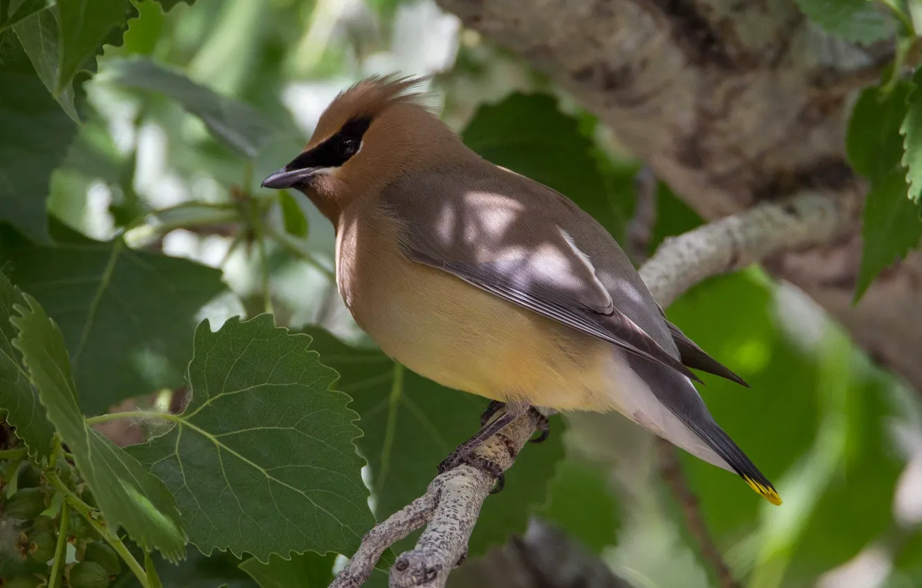 Wallpaper leaves, nature, bird, branch, the American Waxwing images for ...