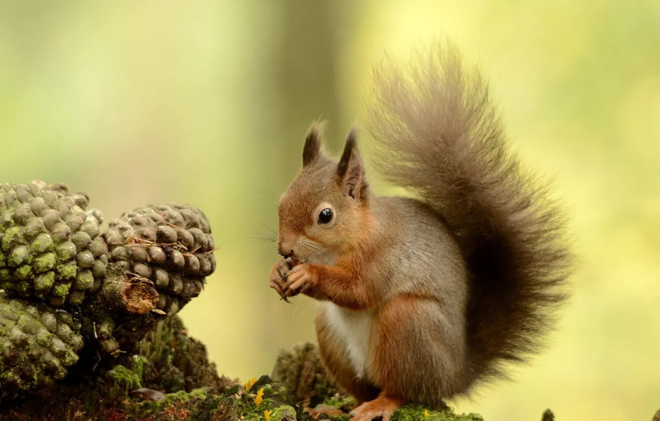 Photo wallpaper protein, red, bumps