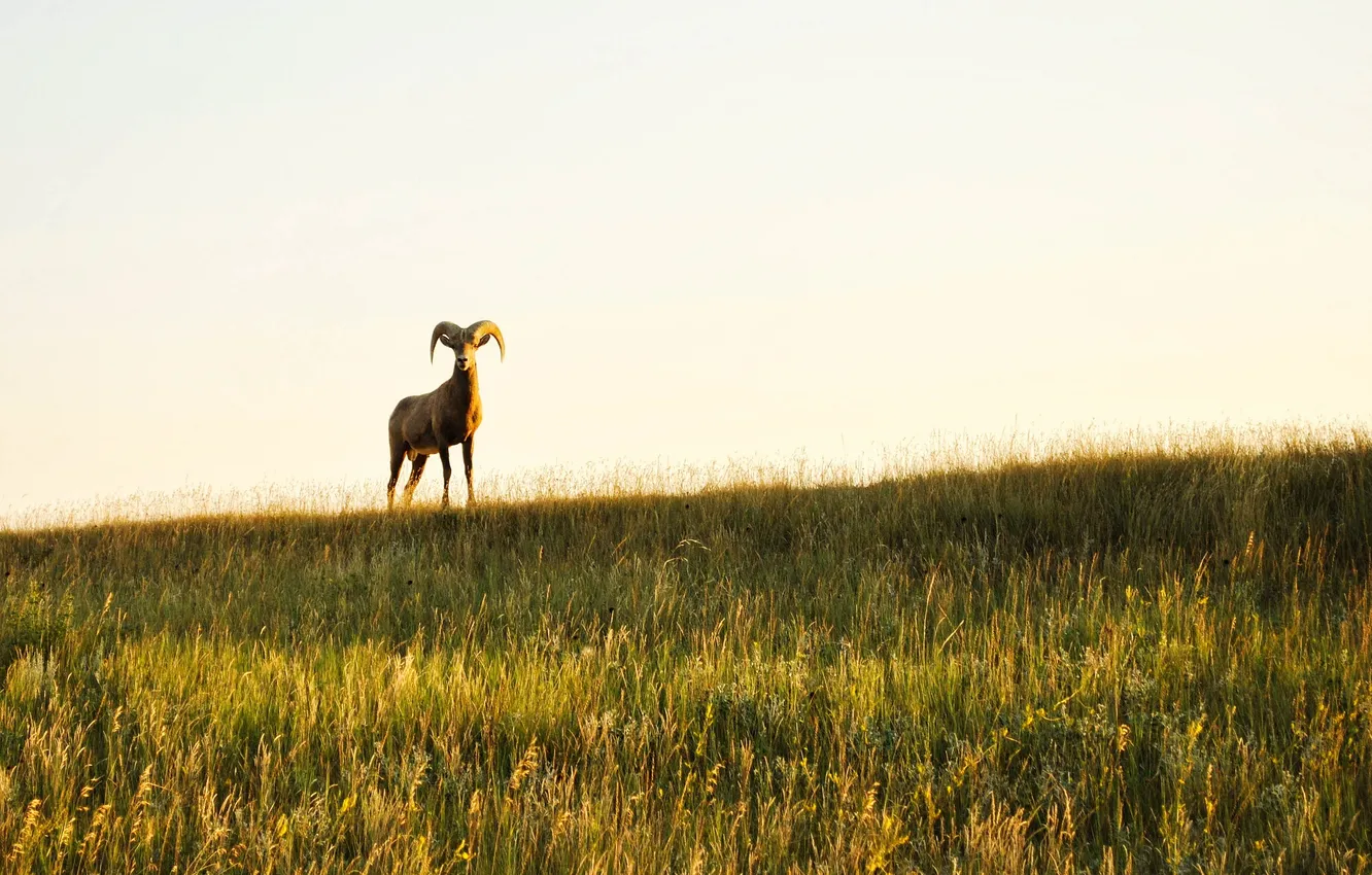 Photo wallpaper field, the sky, grass, sheep, horns