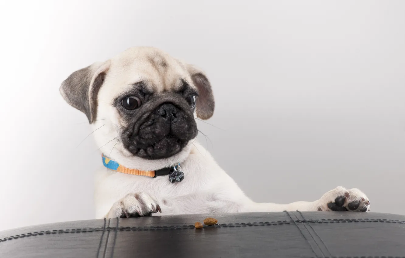 Photo wallpaper look, face, dog, pug, dog