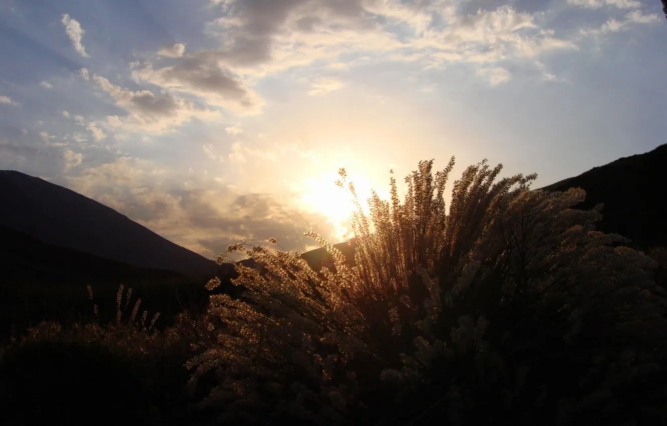 Photo wallpaper summer, sunset, plant