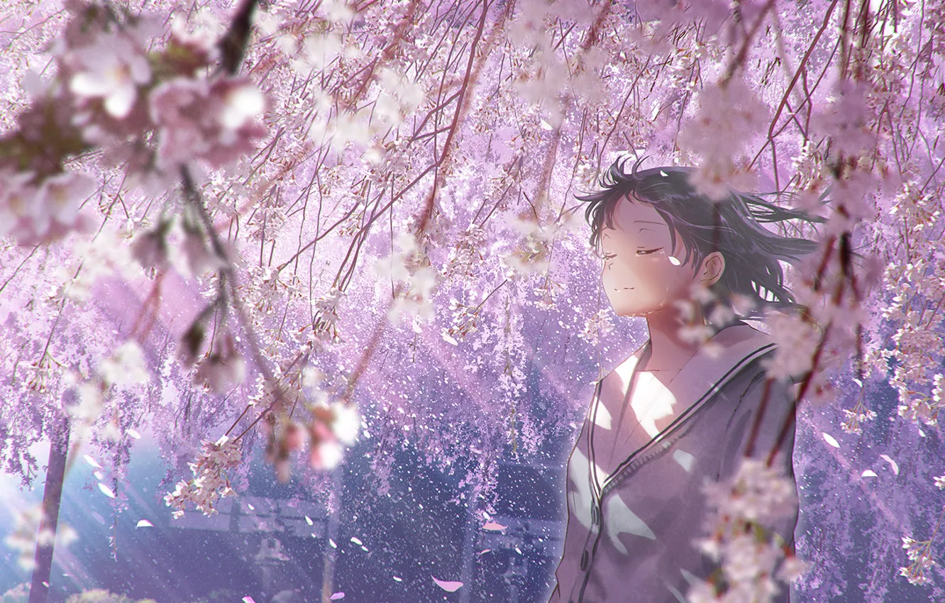 Photo wallpaper Sakura, girl, tears