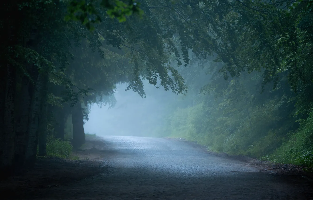 Photo wallpaper road, trees, fog