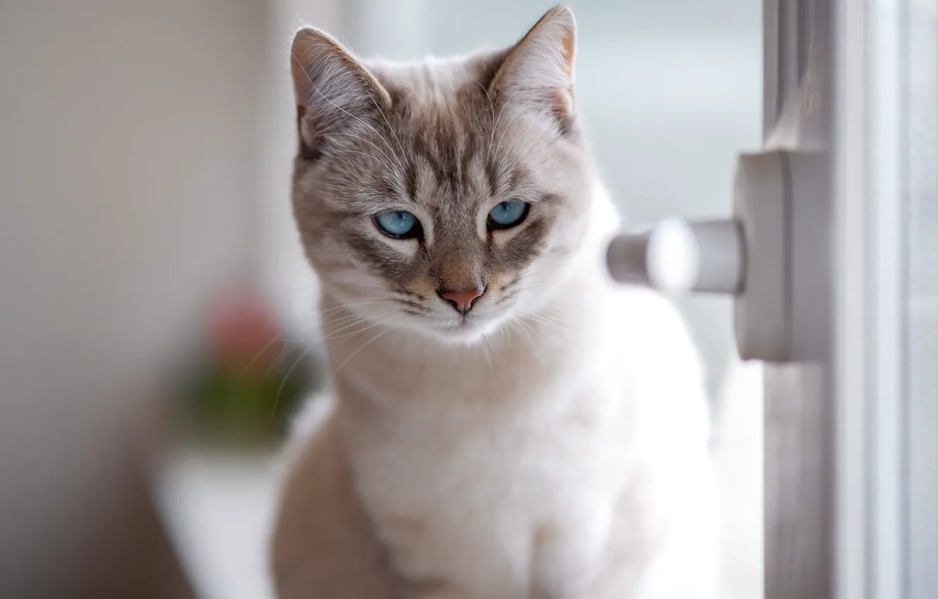Photo wallpaper cat, look, muzzle, blue eyes, cat