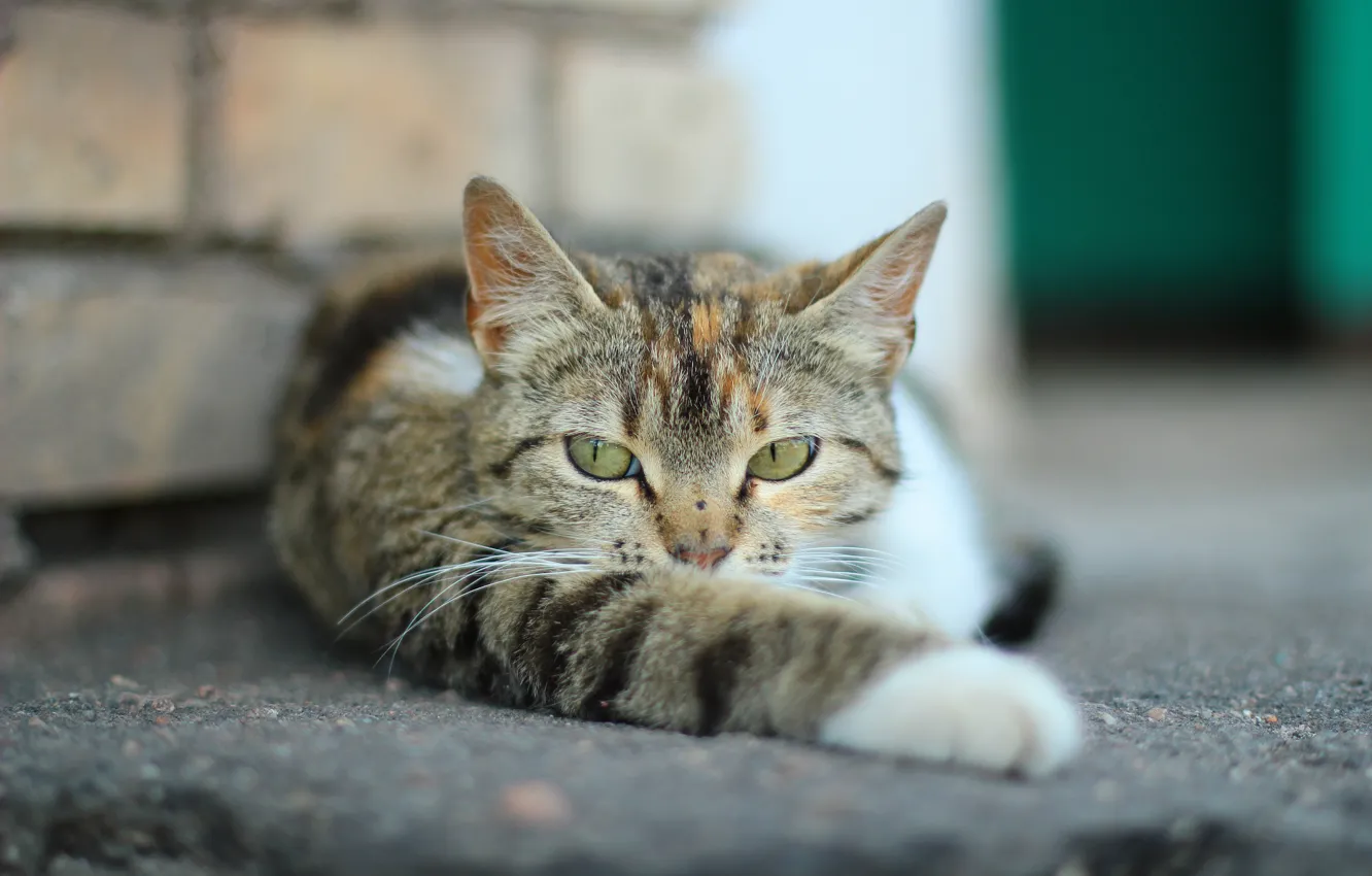 Photo wallpaper cat, legs, Koshak, Tomcat