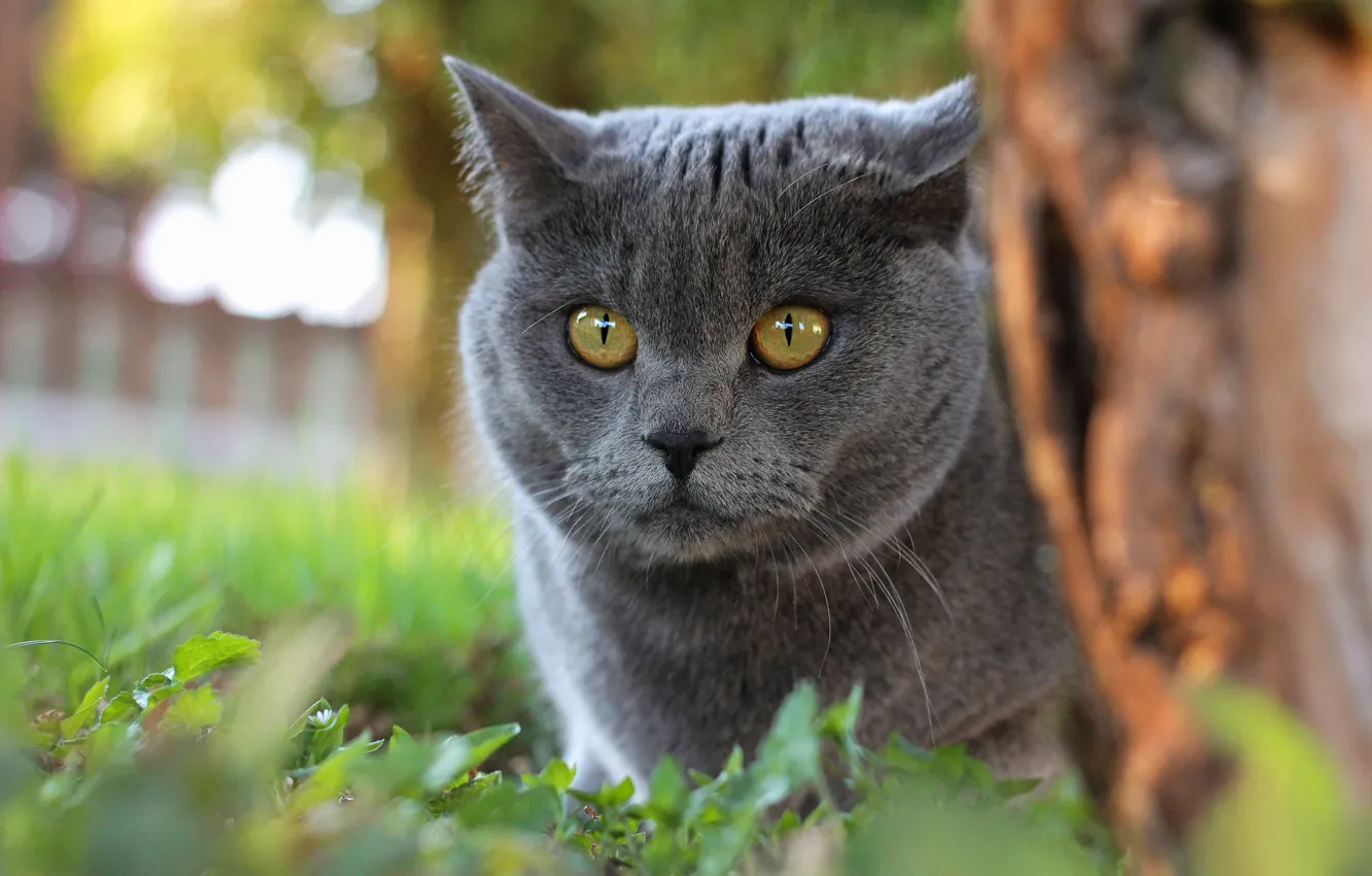 Photo wallpaper cat, summer, cat, look, face, trees, nature, grey