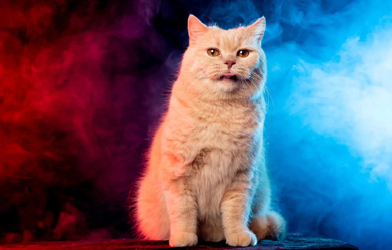 Photo wallpaper language, cat, cat, red, fog, background, blue, smoke