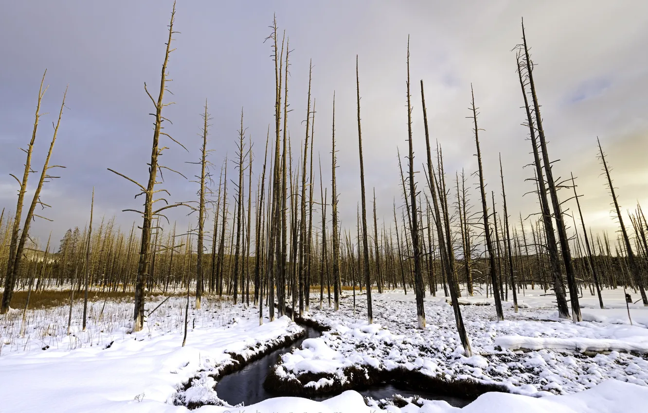 Photo wallpaper forest, snow, river