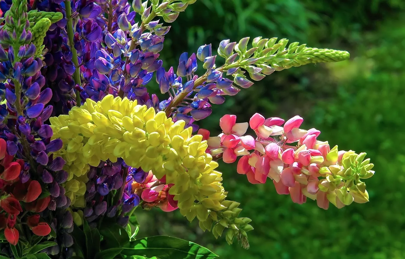 Photo wallpaper bouquet, inflorescence, lupins