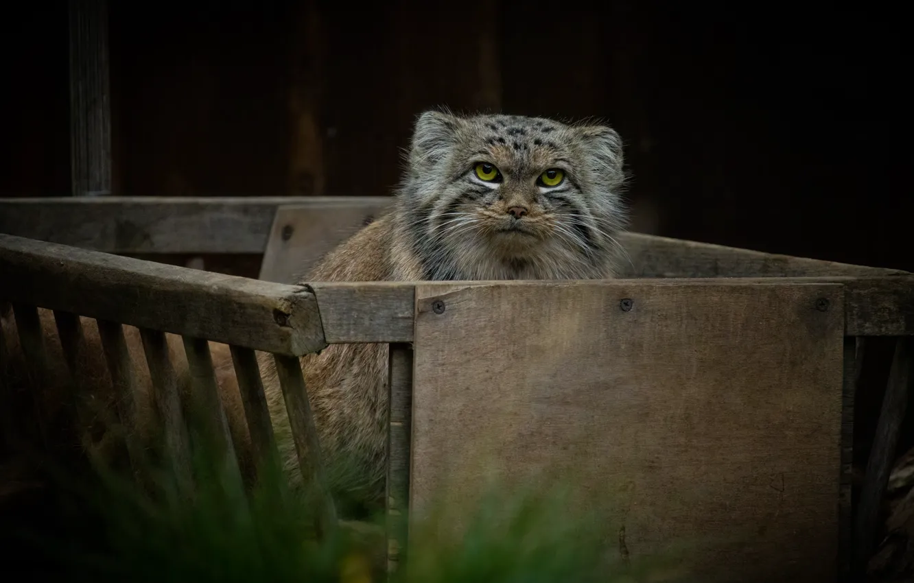 Photo wallpaper look, face, the dark background, box, manul