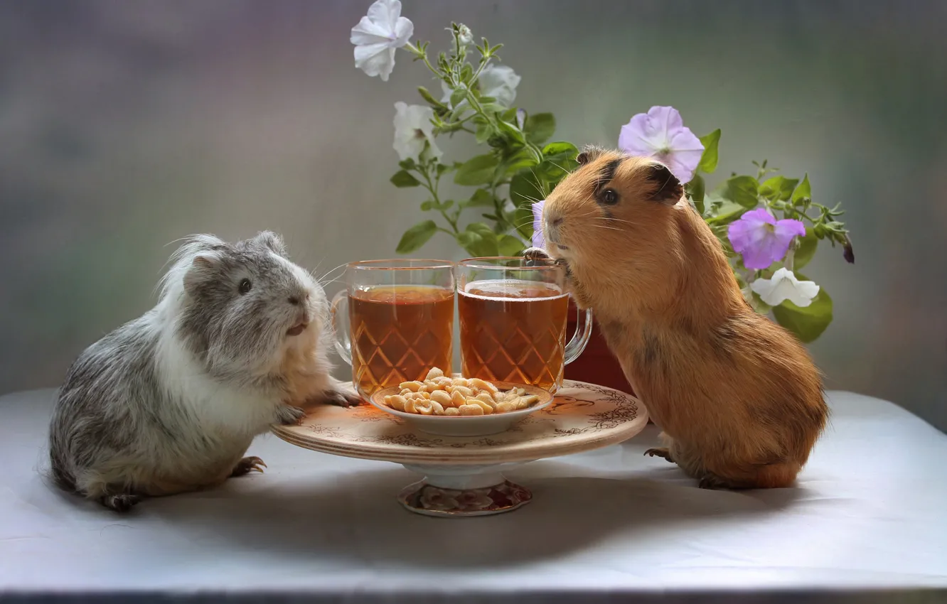 Photo wallpaper flowers, beer, glasses, a couple, feast, nuts, peanuts, Petunia