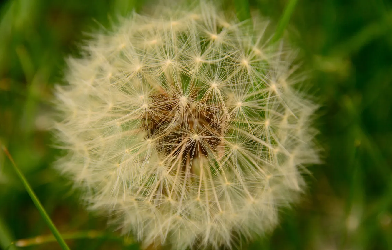 Photo wallpaper macro, Dandelion, macro, Dandelion