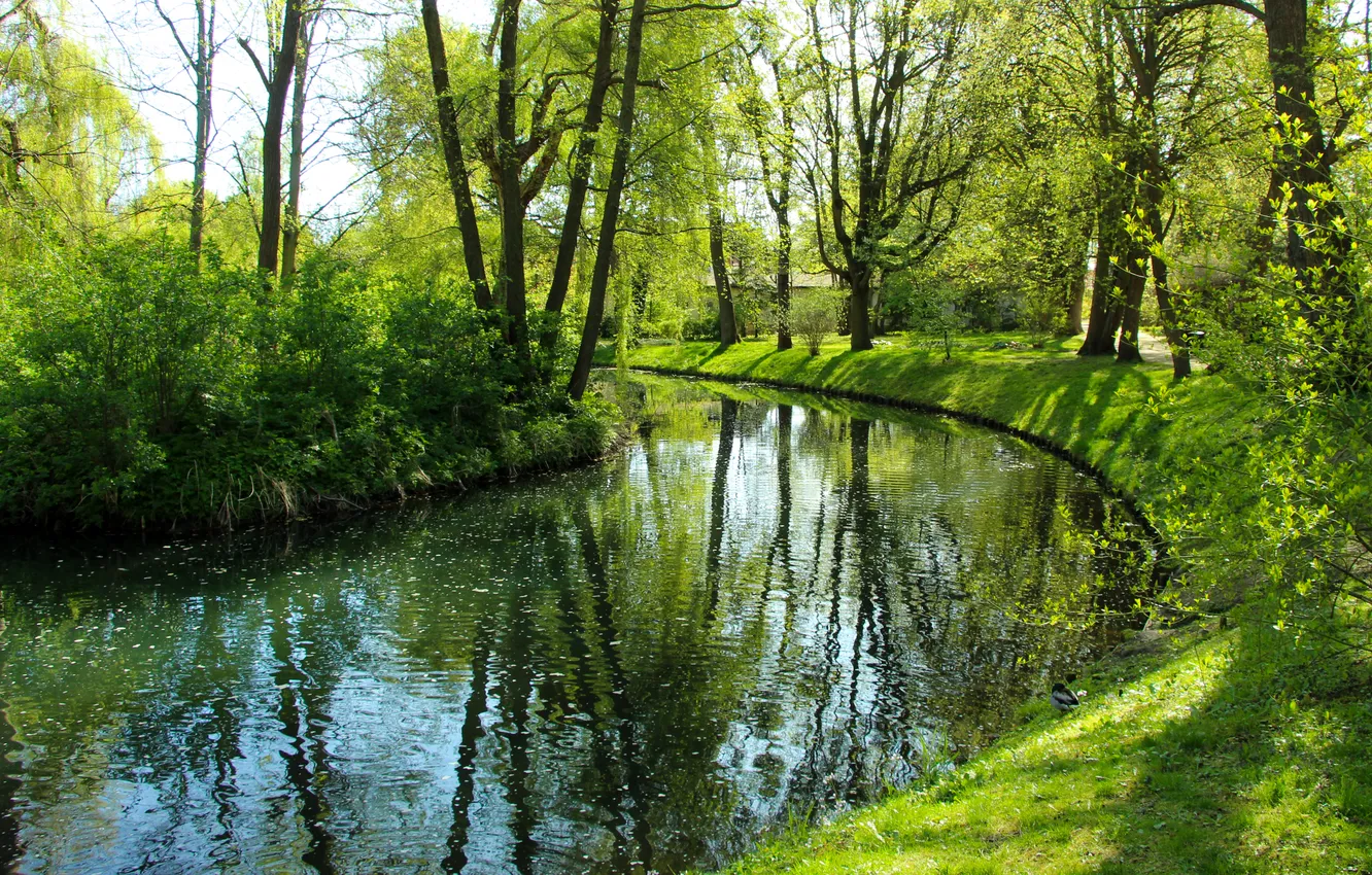 Photo wallpaper trees, water, park, pond
