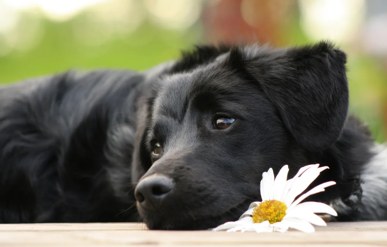 Photo wallpaper flower, Daisy, dog, puppy, lies, sad, cherish
