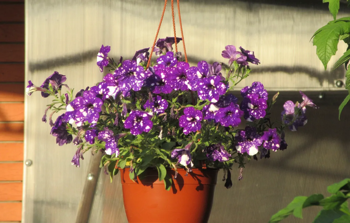 Photo wallpaper Flowers, Summer, Pot, Purple, Petunias, Meduzanol ©, Pockmarked
