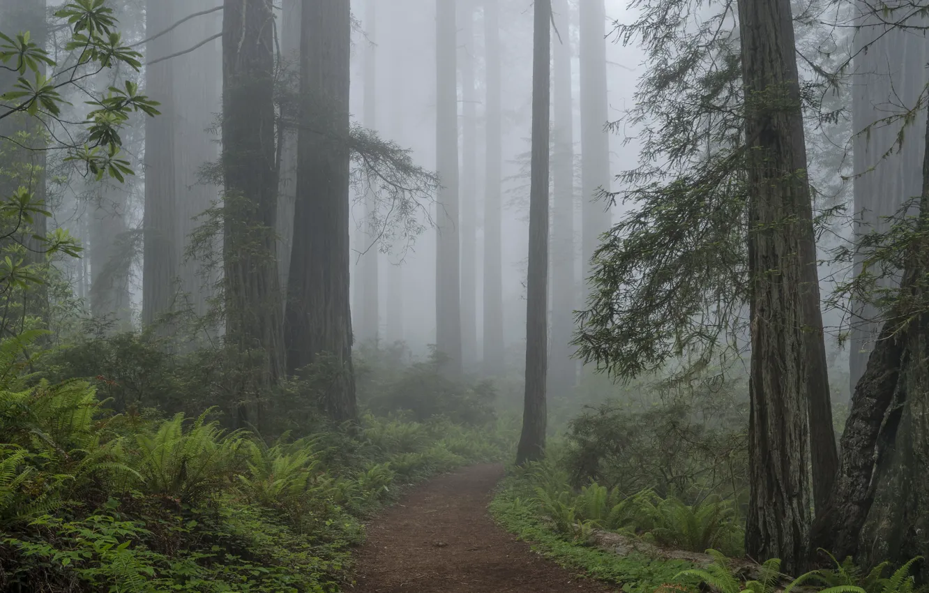 Photo wallpaper forest, trees, nature, fog, CA, USA, USA, path