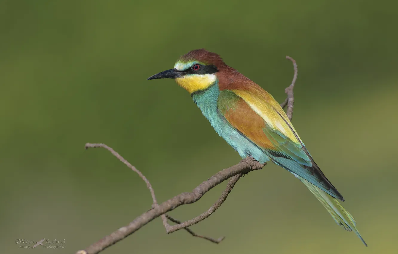 Photo wallpaper background, bird, peeled