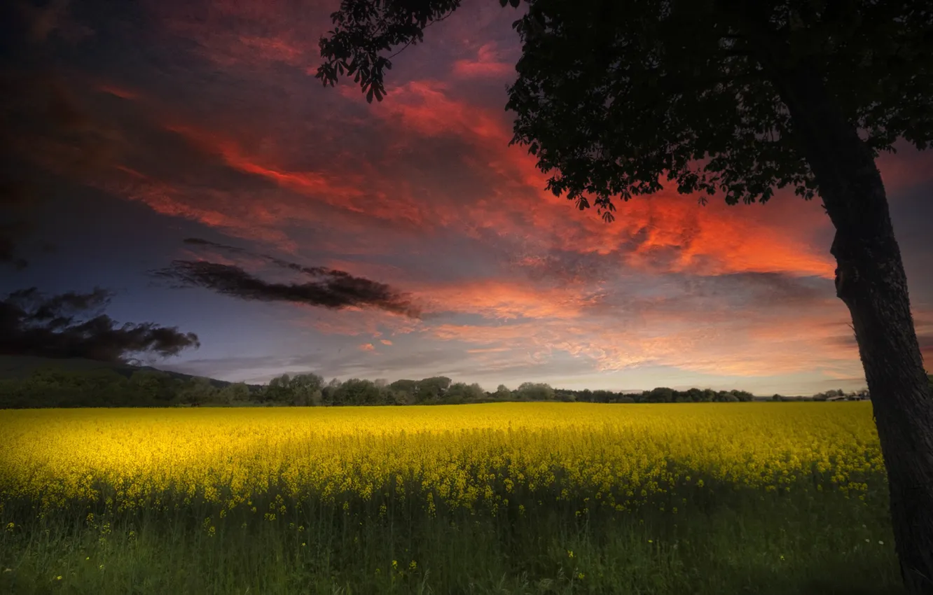 Photo wallpaper the sky, trees, rapeseed field