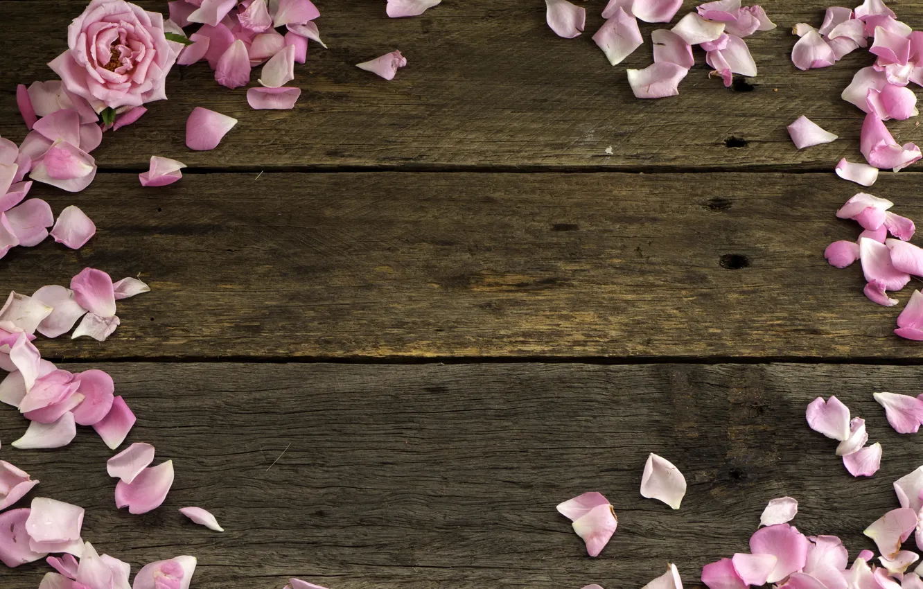 Photo wallpaper roses, petals, pink, wood, pink, flowers, petals, roses