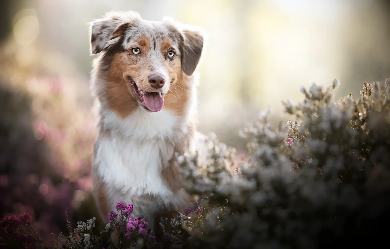 Photo wallpaper nature, each, dog, spring
