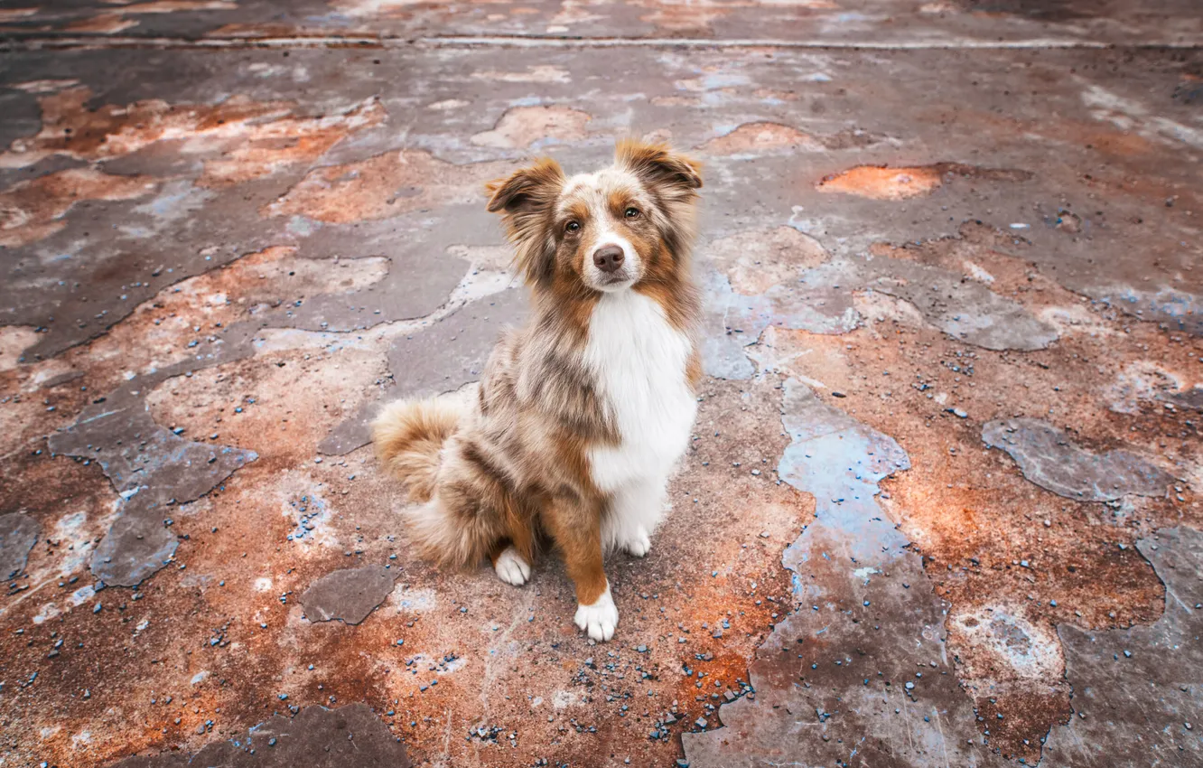 Photo wallpaper look, pose, dog, face