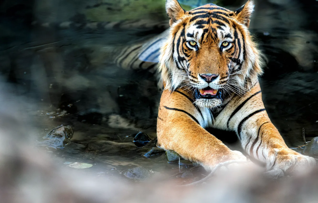 Photo wallpaper tiger, water, feline