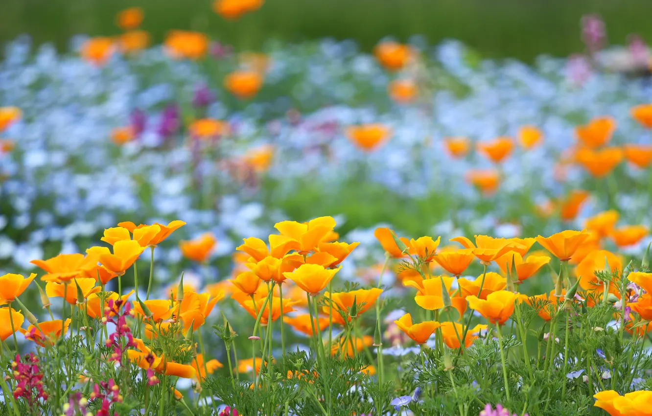Photo wallpaper flowers, orange, blue, glade, garden, flowerbed, different, bokeh