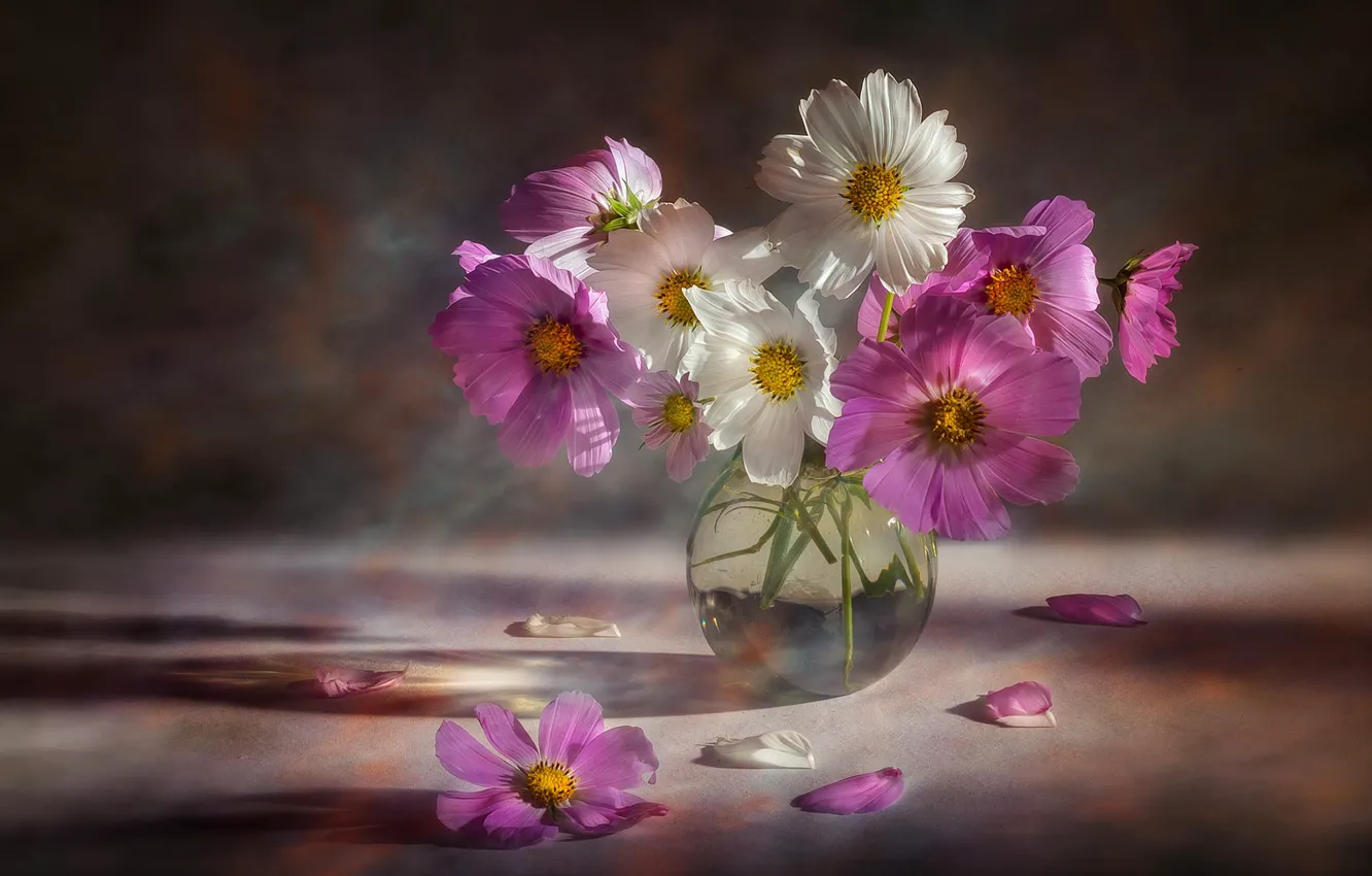 Photo wallpaper flowers, bouquet, pink, white, vase, kosmeya, cosmos