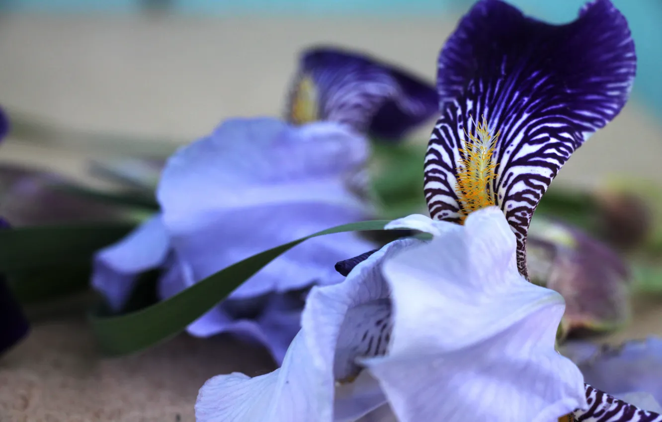 Photo wallpaper flowers, petals, irises, flowers, iris, blue iris, mini iris, blue iris