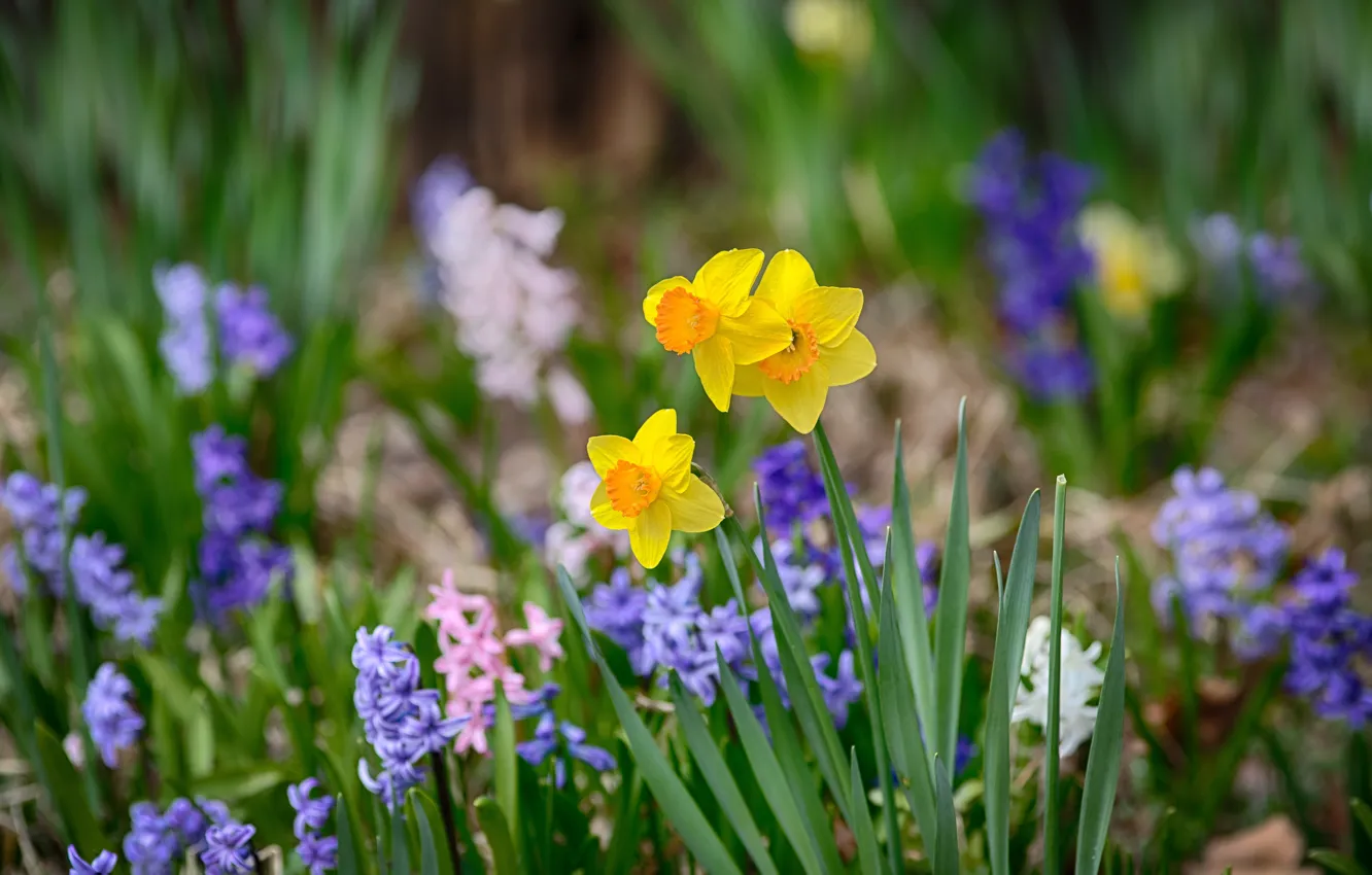 Photo wallpaper greens, leaves, flowers, yellow, spring, garden, flowerbed, lilac