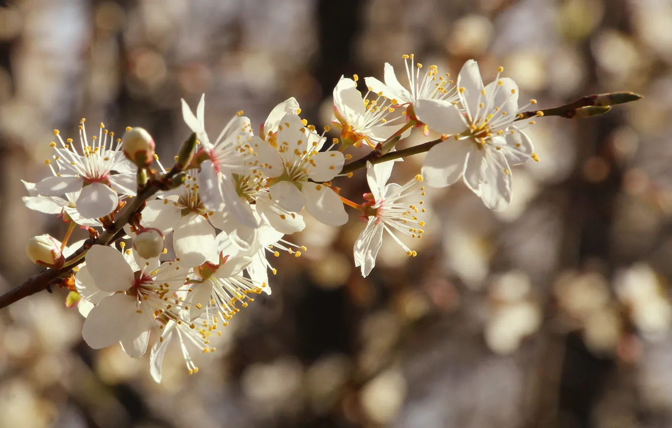 Photo wallpaper flower, spring, twig