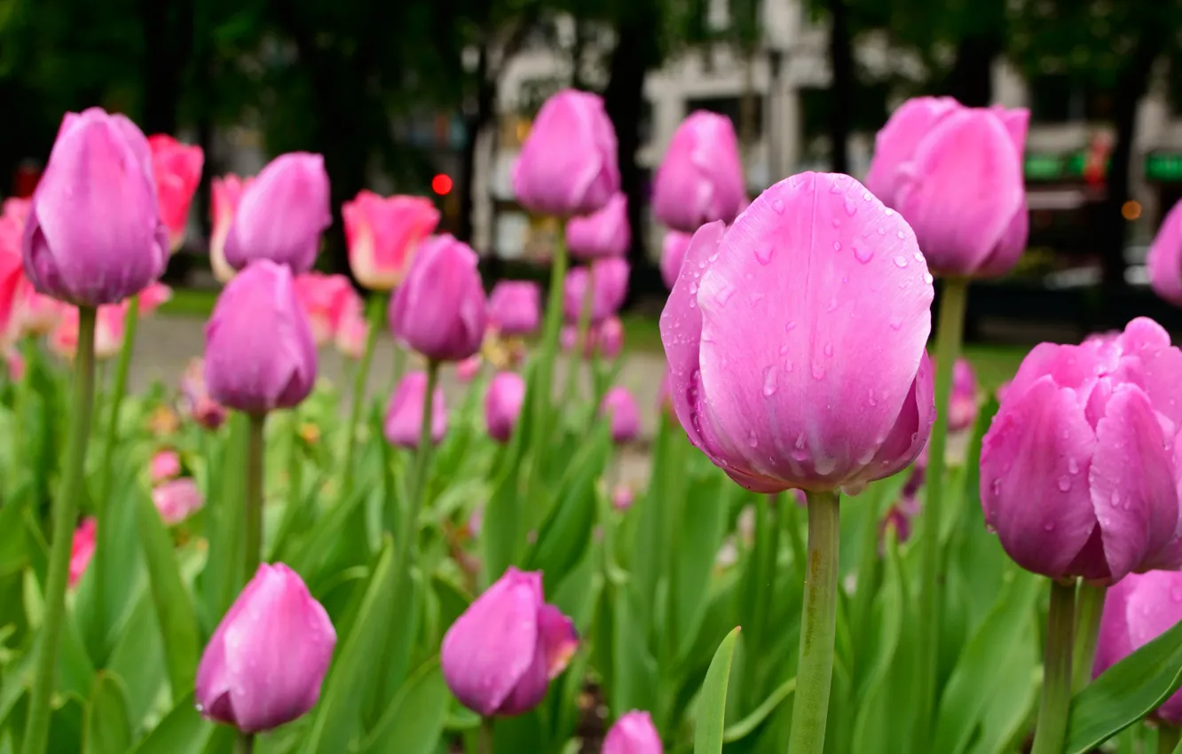 Photo wallpaper drops, spring, tulips, pink, pink, tulips, drops, spring