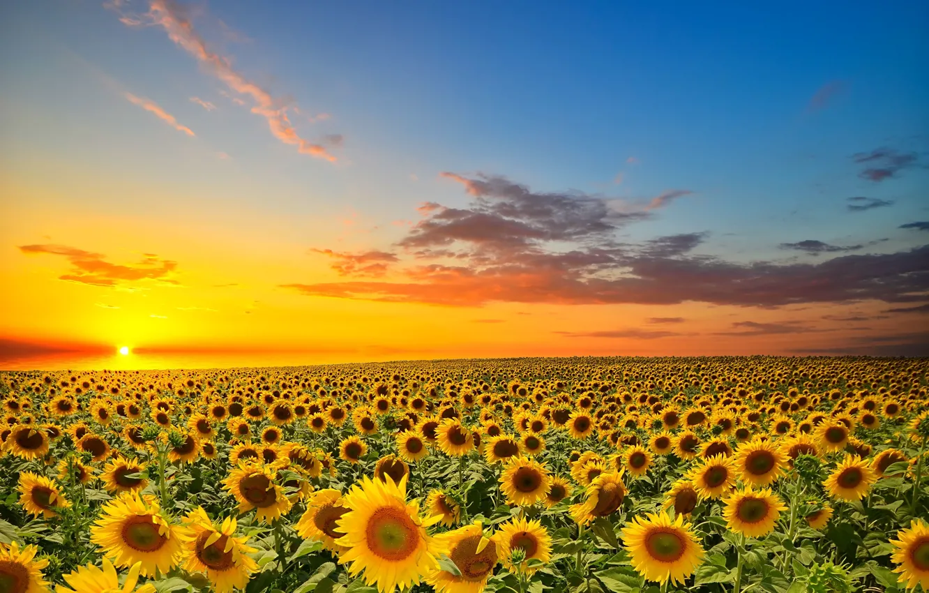 Photo wallpaper field, the sun, sunflowers, sunset, orange, yellow, cloud