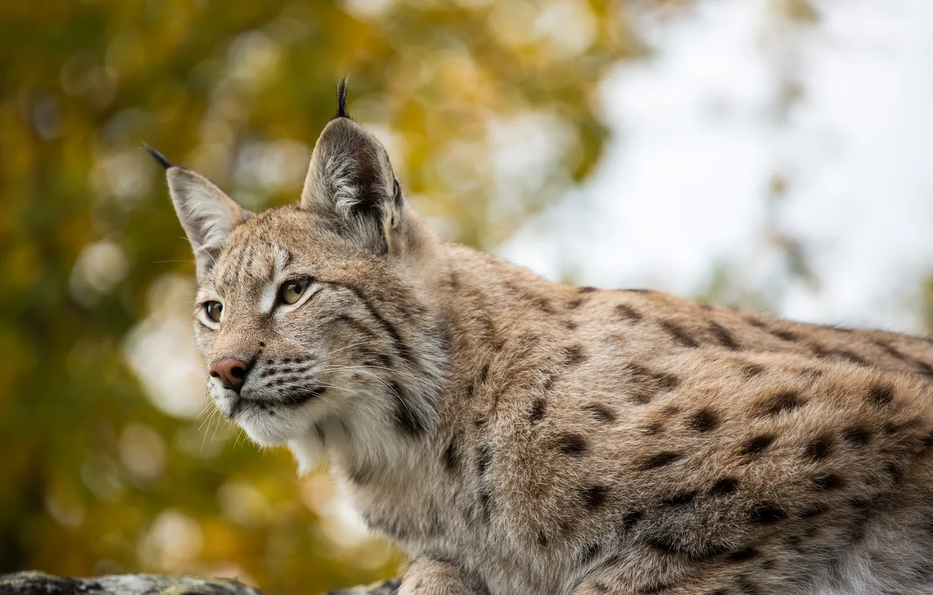 Photo wallpaper background, predator, lynx