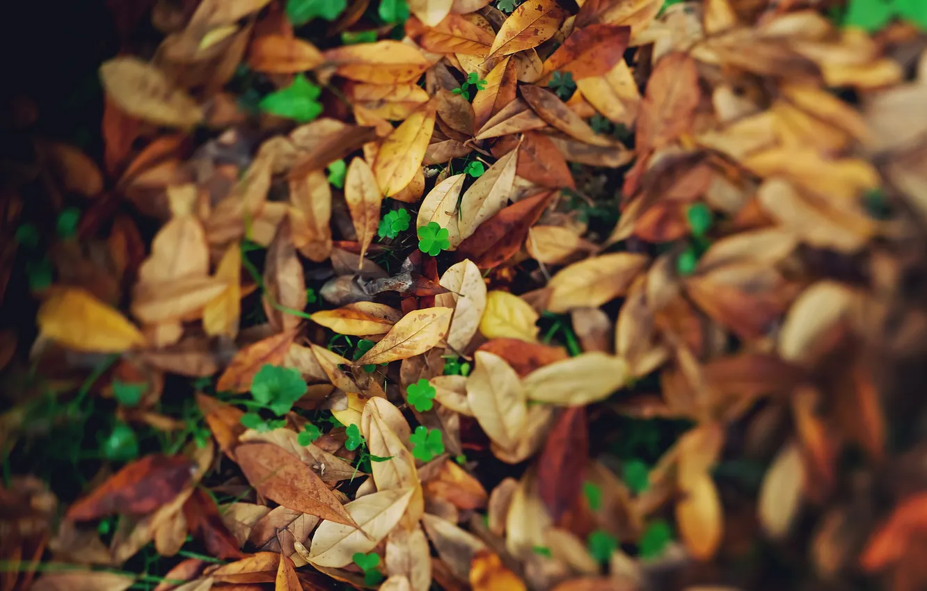 Photo wallpaper autumn, leaves, yellow