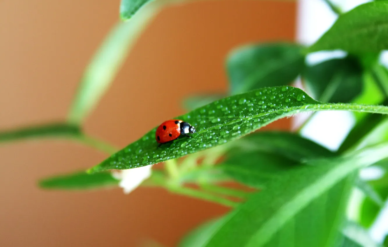 Photo wallpaper water, drops, macro, ladybug, leaves, Insects