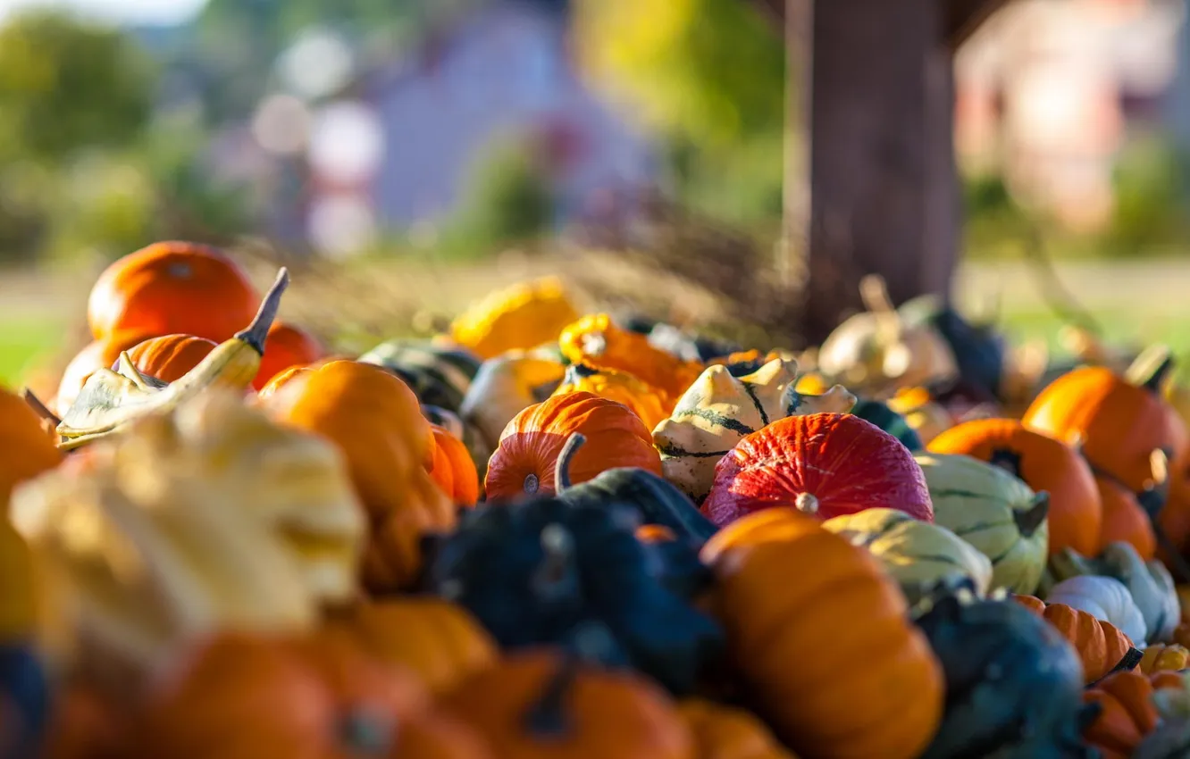 Photo wallpaper autumn, macro, harvest, pumpkin, vegetables