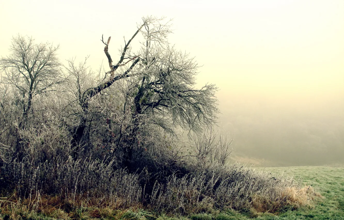 Photo wallpaper frost, trees, fog, morning, the bushes