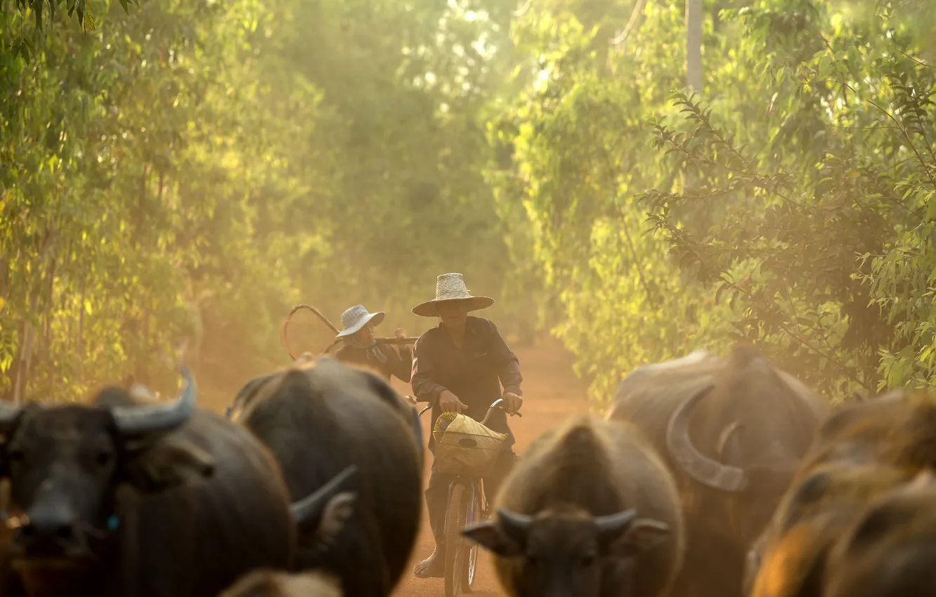 Photo wallpaper person, Buffalo, villager
