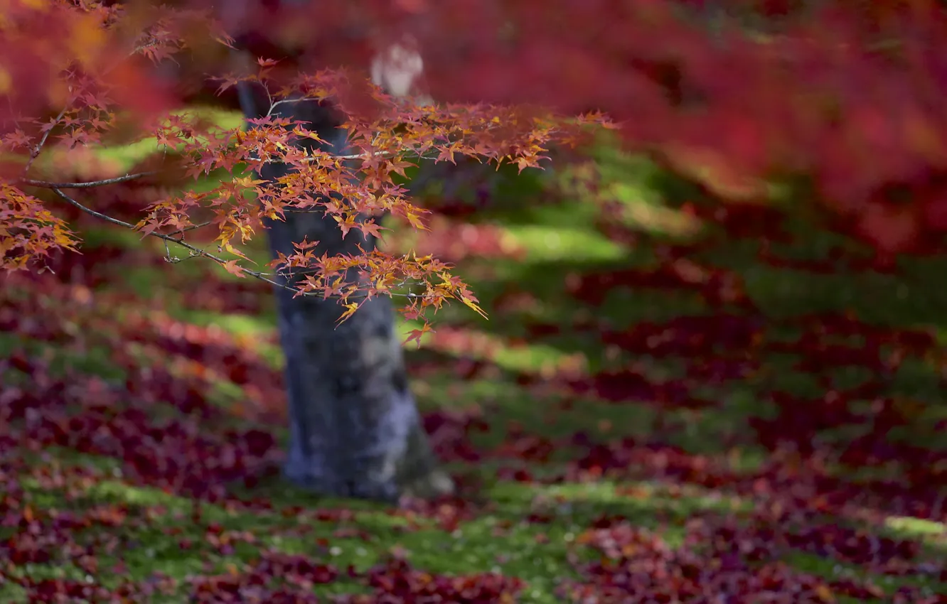 Photo wallpaper autumn, leaves, macro, focus, Tree, blur, red, orange
